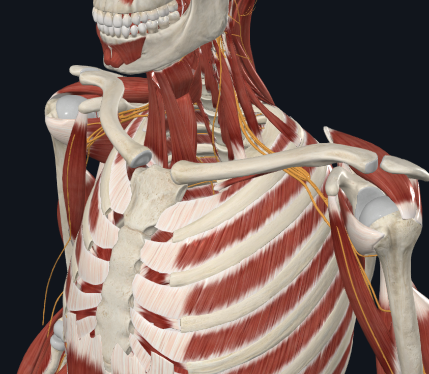 Elevated 1St Rib and Arm Numbness